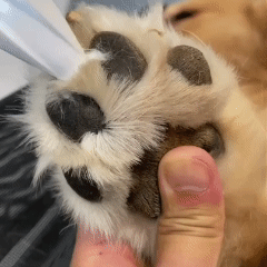 Kedi ve Köpekler İçin LED Işıklı Pati & Hassas Bölge Tıraş Makinesi